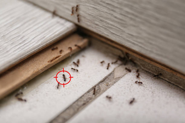 Best Pest Removal Services  in Speer, NC