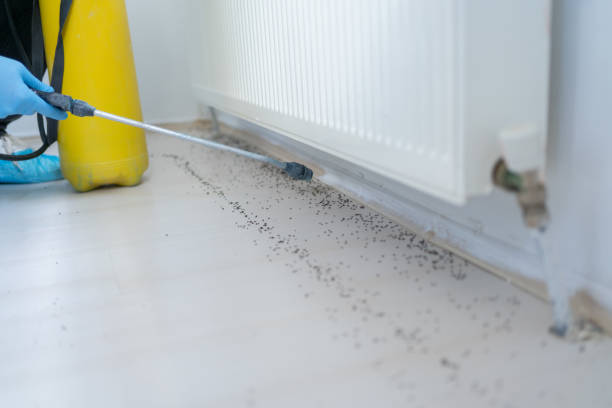 Best Cockroach Control Services  in Speer, NC